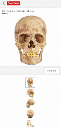 4D Supreme Human Skull With Gold Grill FW2023 Model / Puzzle NEW IN BOX!