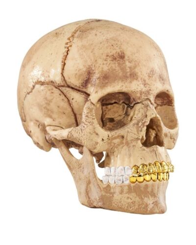 4D Supreme Human Skull With Gold Grill FW2023 Model / Puzzle NEW IN BOX!