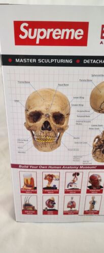 4D Supreme Human Skull With Gold Grill FW2023 Model / Puzzle NEW IN BOX!