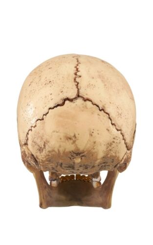 4D Supreme Human Skull With Gold Grill FW2023 Model / Puzzle NEW IN BOX!