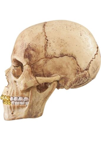 4D Supreme Human Skull With Gold Grill FW2023 Model / Puzzle NEW IN BOX!