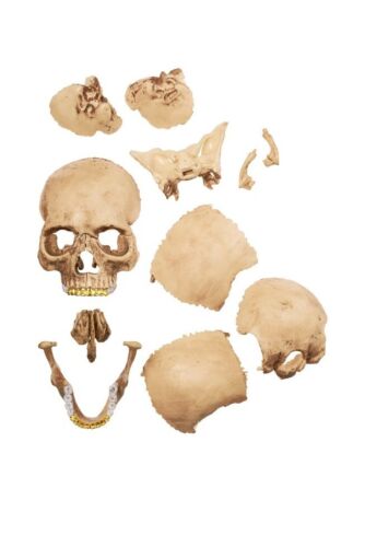 4D Supreme Human Skull With Gold Grill FW2023 Model / Puzzle NEW IN BOX!