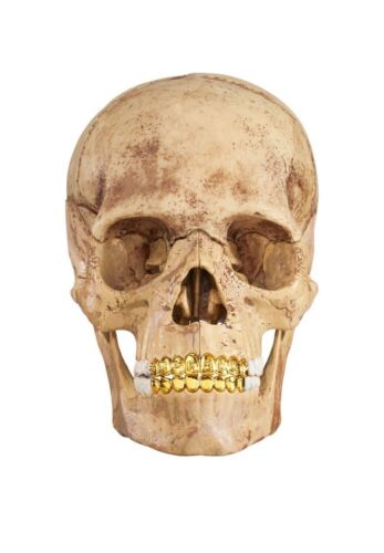 4D Supreme Human Skull With Gold Grill FW2023 Model / Puzzle NEW IN BOX!